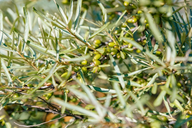 Green Sea buckthorn. Green unripe berries are located along a branch on a tree.