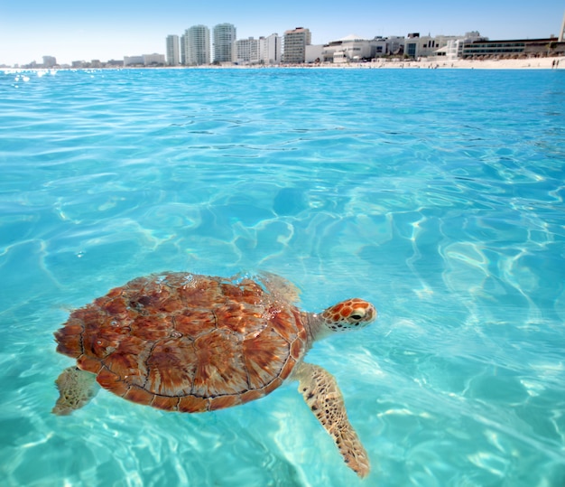 Green sea Turtle Caribbean sea surface Cancun