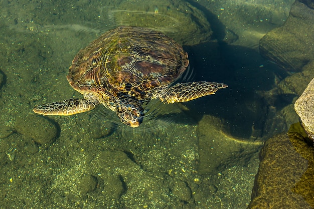 The green sea turtle Chelonia mydas floats underwater