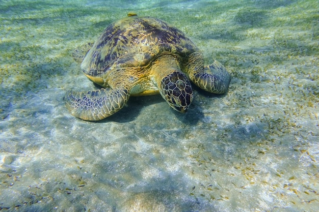 Foto tartaruga di mare verde che mangia erba marina sul fondale marino in acque limpide