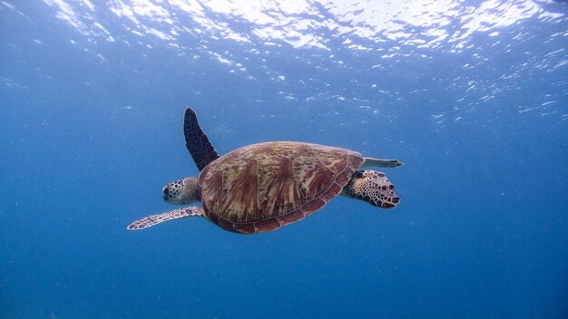 Photo green sea turtle at pagkilatan