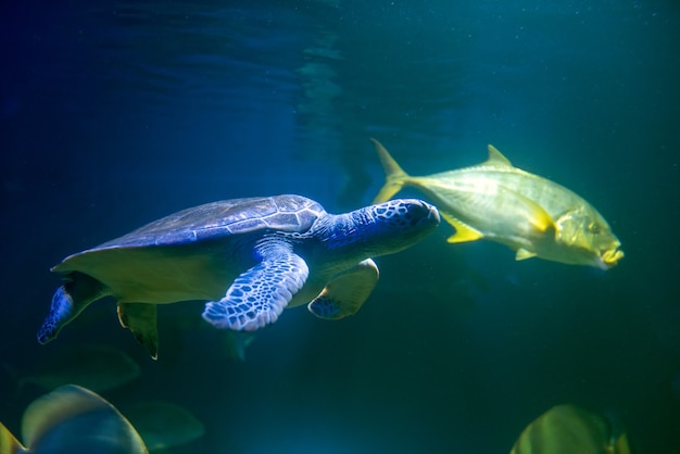 海で泳ぐアオウミガメ