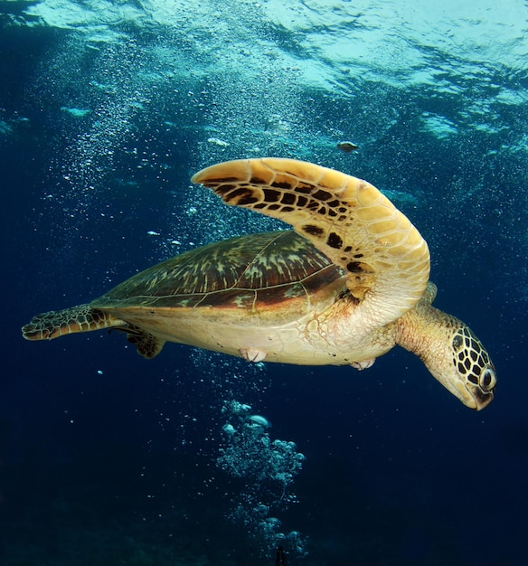 Green Sea turtle swims along coral reefs. Underwater world of Apo island, the Philippines.