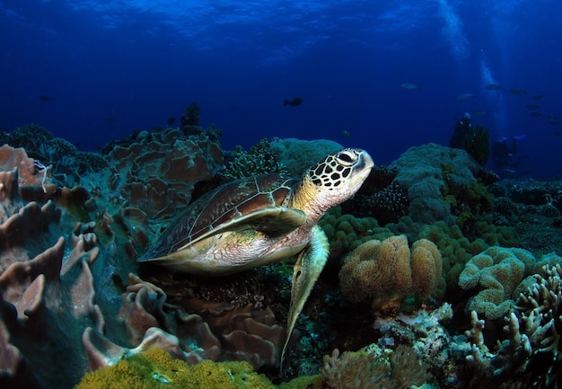 Green Sea turtle swims along coral reefs. Underwater world of Apo island, the Philippines.