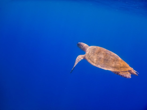 Зеленая морская черепаха плавает в глубокой синей воде, вид сбоку во время подводного плавания в египте