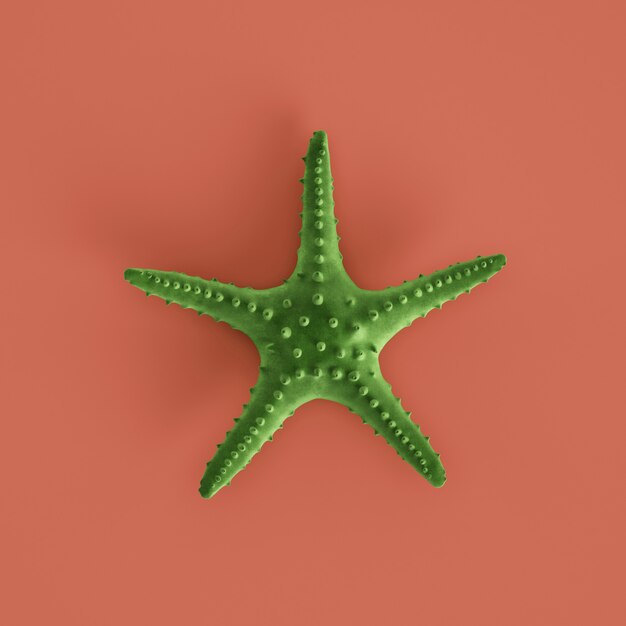 Green seastar on pastel red background