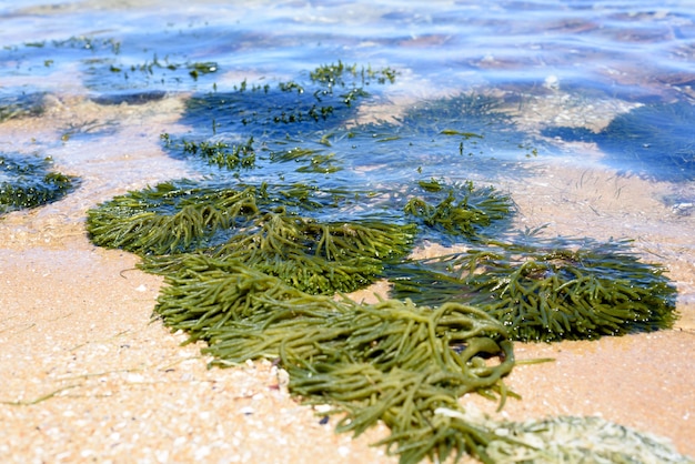 Green seaweed in clear shallow water.