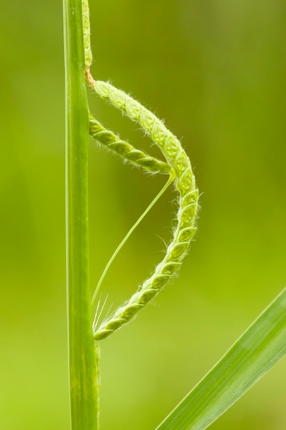 緑の種のスパイクに似た毛虫