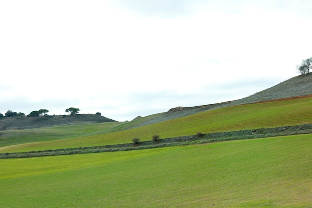 Foto verdi colline seminate con alcuni alberi all'orizzonte sotto un cielo blu