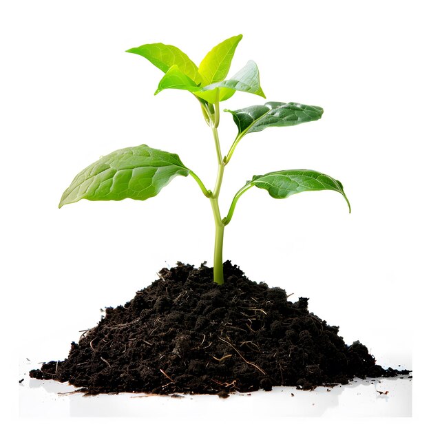 Green seedling growing from soil isolated on white background with clipping path