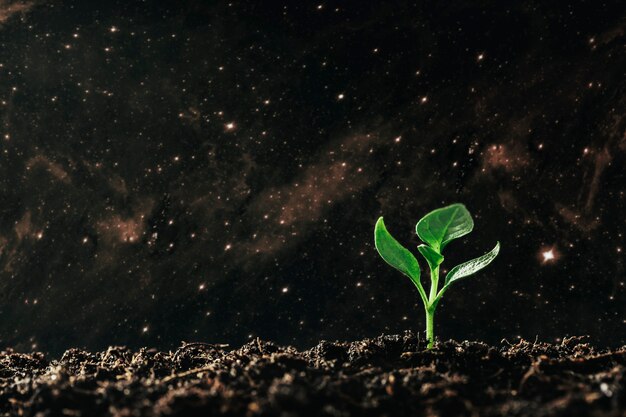 Green seedling growing on the ground in the rain