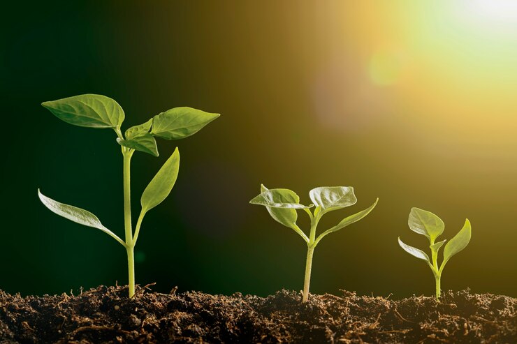 Photo green seedling growing on the ground in the rain