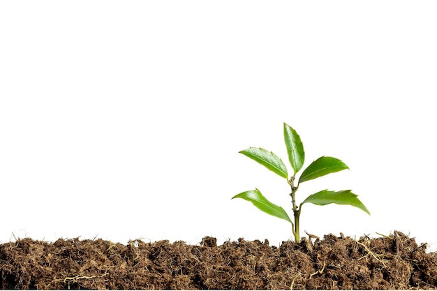 Green seedling growing on the ground in the rain