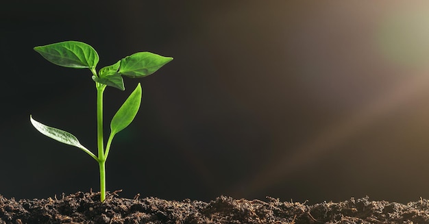 Green seedling growing on the ground in the rain