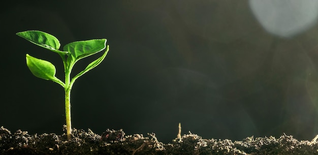 Green seedling growing on the ground in the rain