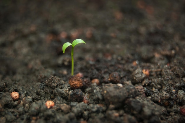 Green seedling growing out of soil