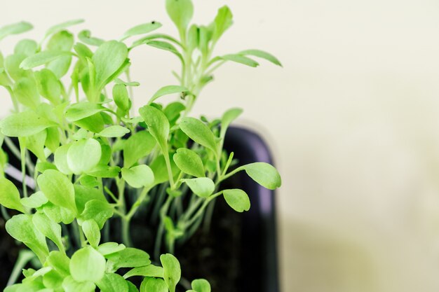 Green seedling growing out of soil