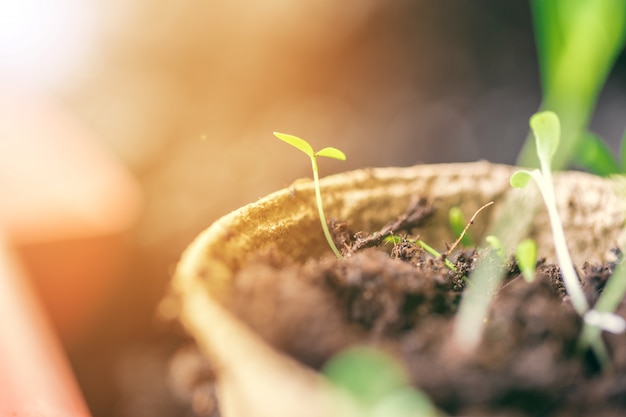 Photo green seedling growing out of soil