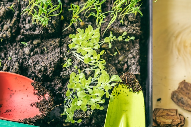 Green seedling growing out of soil