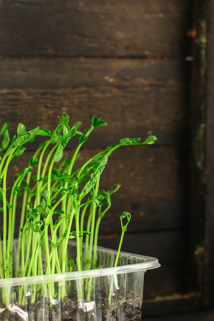 Green seedlings in the ground