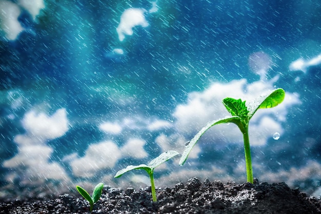 Green seedlings growing on the ground in the rain.