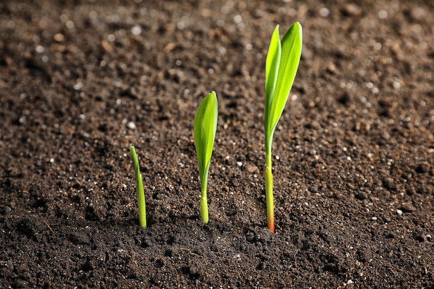 Green seedlings in soil