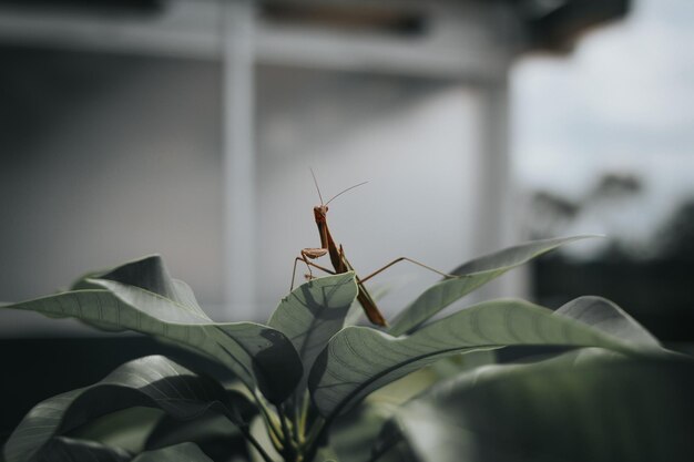 Green Sentadu Grasshopper Playing With Mango Tree