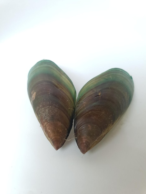 Green Shell Mussel on a plate isolated on white background Fresh New Zealand Mussel or Perna Canali