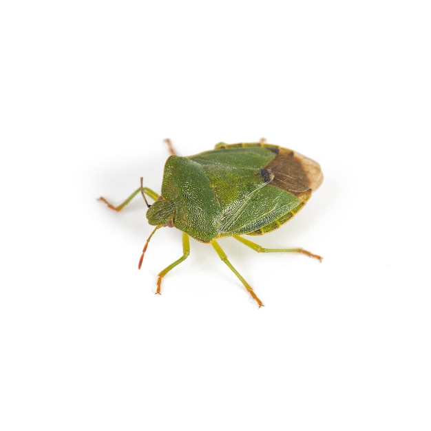 Green shield bug on a white background