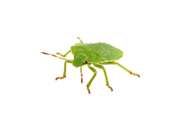 Green shield bug on a white background