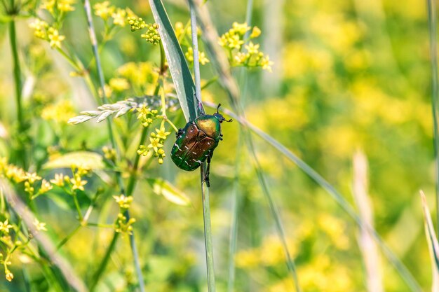 Green shiny beetle sits on a blade of grass in a field