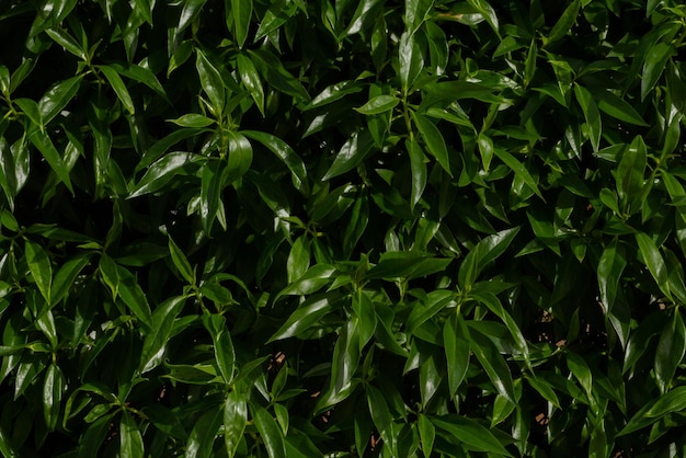 Green shiny leaves closeup setgreen shiny leaves closeup set