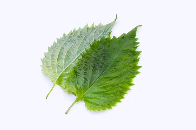 Green Shiso or oba leaves on white background