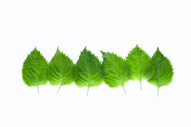Green Shiso or oba leaves on white background