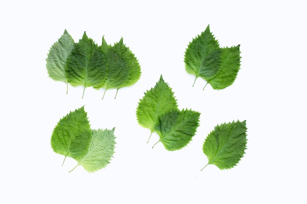 Зеленые листья шисо или оба на белом фоне