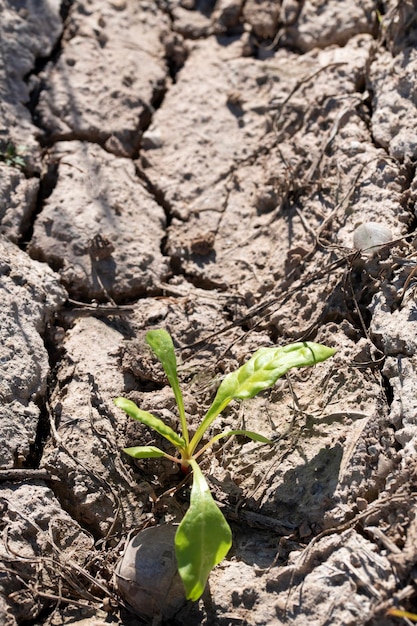 Photo green shoot in arid soil