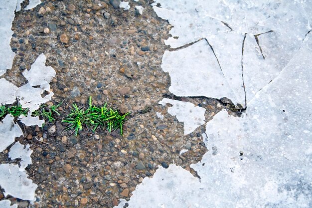 Green shoots of grass breaking through the ice