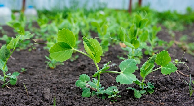 Green shoots of peas in the garden Vegetable pea in the field Cultivation