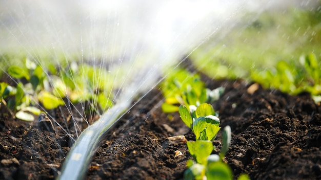 The green shoots of the seedlings emerge from the soil water sprinkler system in the morning sun o