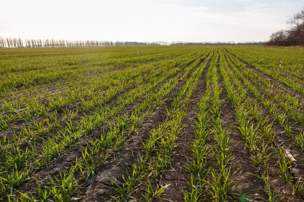 Green shoots of winter wheat, photographed in late autumn on a farm sunny field