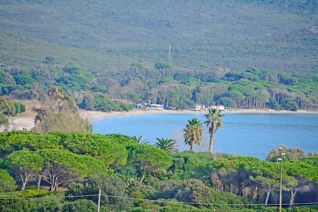 Green shore with pines and palms in Porto Conte Italy