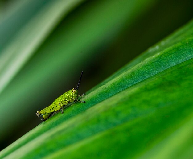 Green shorthorned grasshopper on leaf