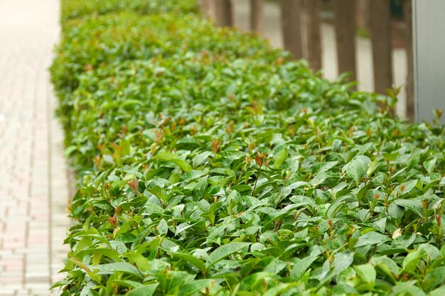 緑の低木がタイルの通りを飾ります