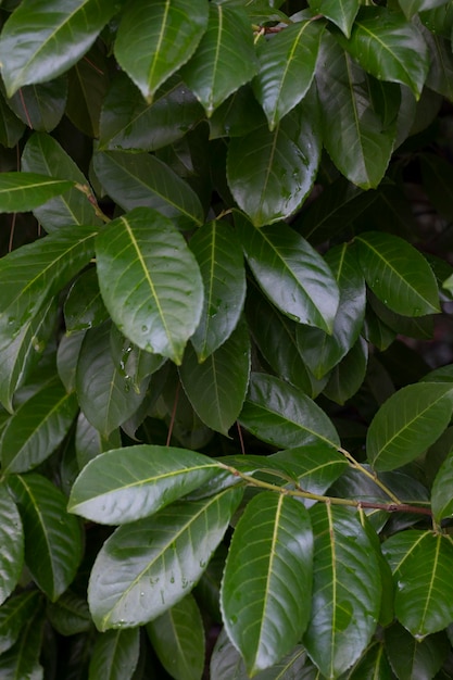 Arbusto verde pitosforo tobira foglie utili come sfondo o trama giovani foglie grandi di colore verde scuro