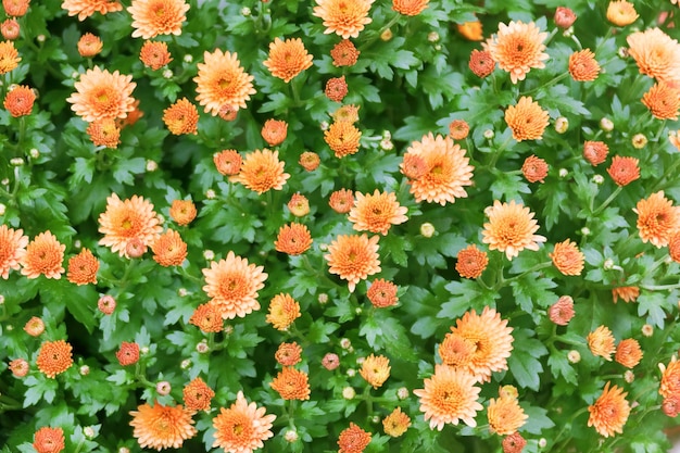 Green shrub with small yellow flowers