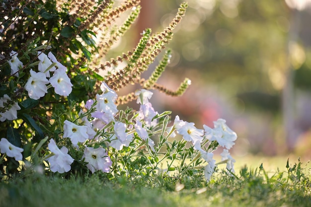 Green shrubs with bright blooming flowers growing in tropical park