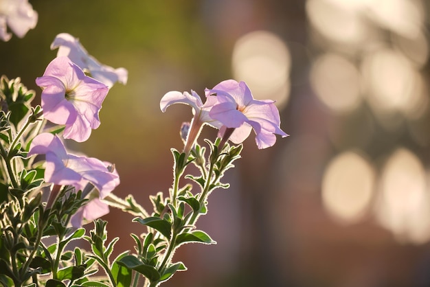 Green shrubs with bright blooming flowers growing in tropical park