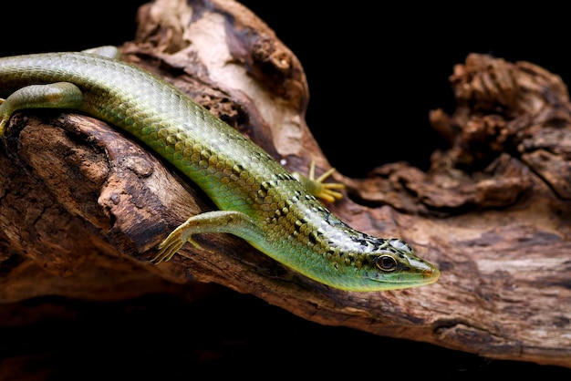 Green skink lizard on a tree branch