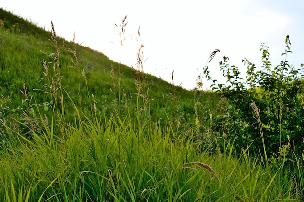 緑の草で覆われた丘の緑の斜面、接写