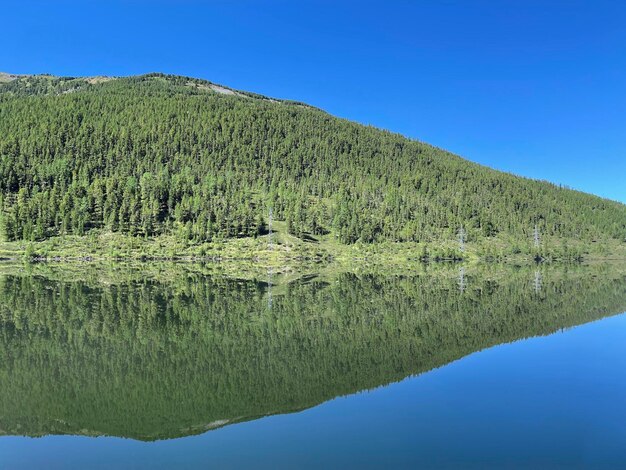 A green slope overgrown with coniferous trees reflected in the smooth surface of a mountain lake altai russia